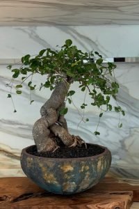 522390820_18522943099063108_1923075385229049570_n